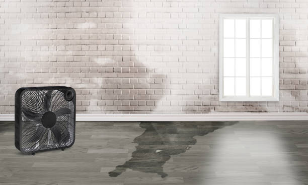 Best Mold removal after water damage  in Dogtown, CA